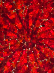 Crimson Cathedral